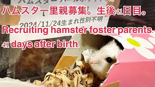 ハムスター里親募集。生後41日目。Recruiting hamster foster parents. 41 days after birth. #薔薇です🌹#baradesu #hamster