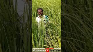 கருடன் சம்பா நெல் சாகுபடி||Karudan samba nel || #agriculture  #ஏர்கலப்பை #organicfarming #shorts