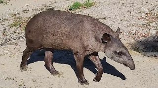 のそのそ歩くブラジルバク（鹿児島市平川動物公園）2024年9月