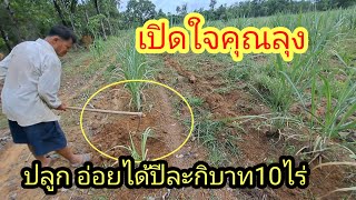 ปลูกอ้อยได้ปีละกี่บาท 10 ไร่...? #นัยโพธิชาแนล