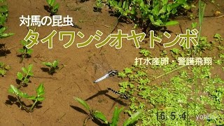 タイワンシオヤトンボ　産卵・警護飛翔 160504