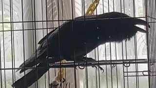 発声練習の鳴き声 おしゃべりの準備するカラス