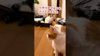 ほんまは…連れてって…くれるんですよね…？【おしゃべりする猫】 #Shorts 【猫アテレコ】