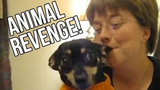 21 Animals Exacting Their Revenge