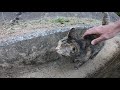 野良猫の散歩に付いていってみた