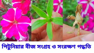 পিটুনিয়ার বীজ সংগ্রহ ও সংরক্ষণ পদ্ধতি Collect and Store Petunia Seeds