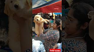 galiff street pet market | dog market Kolkata #shrots #dog #petmarket #galiffstreet