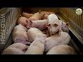 unveiling the secret how chinese farmers raise millions of pigs efficiently farming documentary