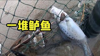 【阿鐵趕海】阿鐵清晨趕海來對了，發現海邊有一堆鱸魚，這樣抓太過癮了