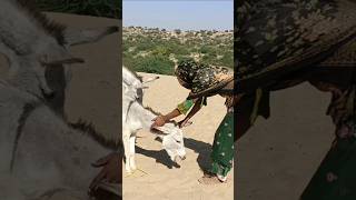 Human Being Helping With Donkeys #viralvideo #trending #foryou