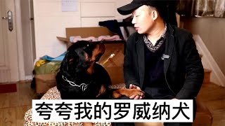 罗威纳犬过生日，主为人它做了一期视频，养了它就看不上其它狗！