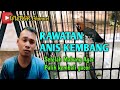 rawatan ANIS KEMBANG setelah mabung‼️AGAR pulih kembali gacor