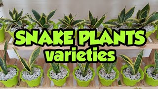 SNAKE PLANTS VARIETIES/ my collection/air purifier #snakeplant #plants #collection #india #trending