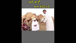 ఇది మరీ ఘోరం రా అయ్య 🥴 || camel funny video || #viralvideo #funny #youtubeshorts #comedy