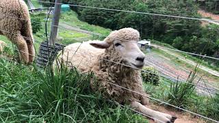 무료영상소스/양,목장,목축,농장(Free Video Source/sheep, ranch, ranch, farm)