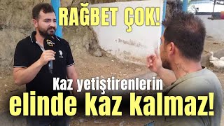 RAĞBET ÇOK! Kaz Yetiştirenlerin Elinde Kaz Kalmaz! - Kanatlı Alemi