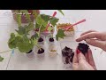 오로시의감성정원 제라늄 삽목하기 여름삽목방법 식물과산다 🌿 feat. dioscorea elephantipes engl