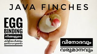 JAVA FINCHES || ജാവ കുരുവികൾ REVIEW AND CARING BREEDING TIPS