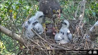 2020-05-09 12 43 鳳爸再次送餐 (斑鳩)，午餐好大份【大安森林公園 鳳頭蒼鷹 Daan Crested Goshawk】