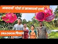 DRAGON FRUIT FARM || Profitable Agriculture Business || Chirang Farmer