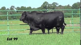 Blackwater Cattle Lot 99