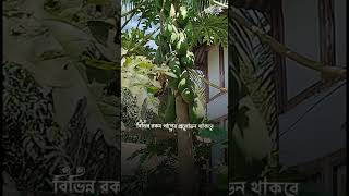 আল্লাহকে ভয় কর ।