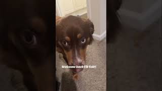 Lil Scrappy “Da Australian Shepherd” #dog #puppy #australianshepherd #funny #rednote #puppyvideos