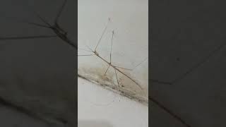 Common walkingstick