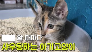 아기 고양이에게 배우는 고음 마스터하기!!