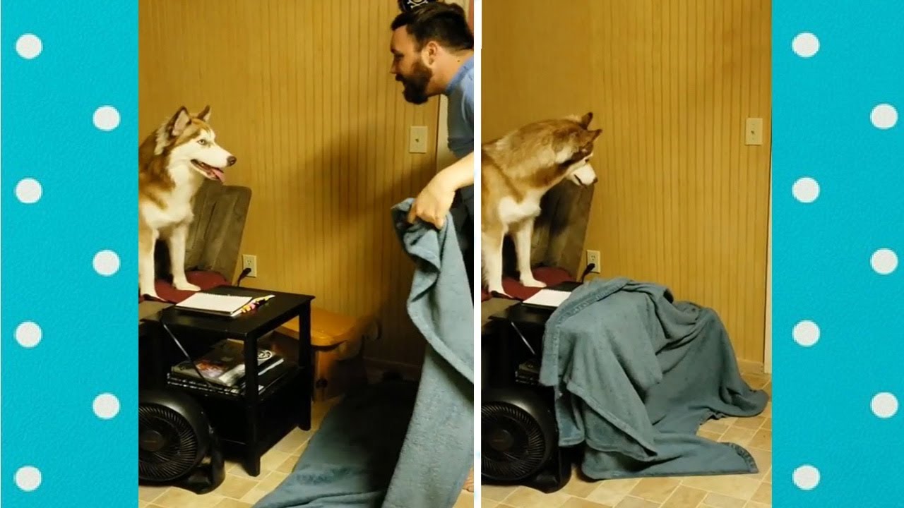 Funny Dogs Reaction To Owners Disappearing Behind Blanket Funny Pets