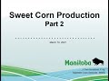 Manitoba Horticulture - Sweet Corn - Part 2