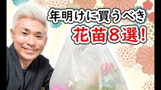 年明けに買うべき花苗8選！