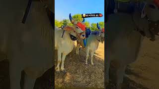 વઢિયારા બળદ ના વિડ્યો #video #farmer #khedut #youtube #ox #subcribe #like #trending #shorts