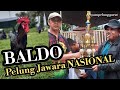 BALDO  | AYAM PELUNG JAWARA CALON LEGENDA AYAM PELUNG