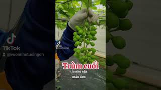 Khâu tỉa nho lần cuối trước khi bọc lại