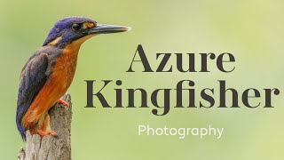 Bird Photography | Azure kingfisher | Sony A1 and Sony 200-600mm lens