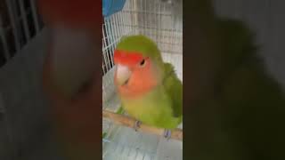 #Shorts【鳴き返してくれるコザクラインコ🎶】可愛く鳴くコザクラインコ💕A lovebird that answers.