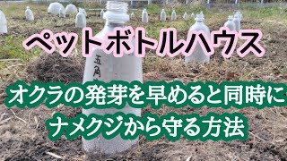 【ペットボトル・オクラハウス】高温発芽特性を考慮し、ナメクジから守るオクラ栽培術