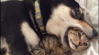 Best Cat Videos of the Decade#1