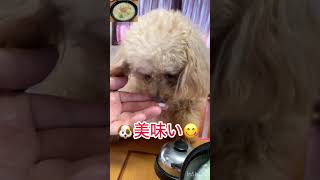 朝ご飯の鶏と白菜の粥をおねだりする愛犬