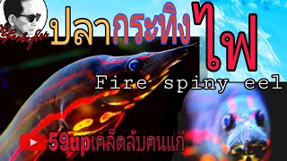 ปลากระทิงไฟ/fire spiny eel