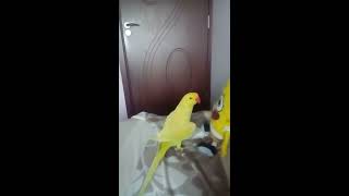 Малък Александър говори\\Indian Ringneck Parrot Talking