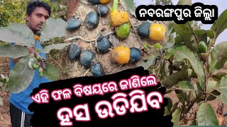 ନବରଙ୍ଗପୁର ଜଙ୍ଗଲ ରେ ମିଳିଲା ଏହି ଗଛ ଏହି ଫଳ ବିଷୟରେ ଜାଣିଲେ ଆଶ୍ଚର୍ଯ୍ୟ ହେଇଯିବେ The Important Tree 😱🌳