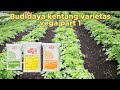 Ingin tingkatkan hasil panen kentang NPKGrower SuburkaliButir NPK Professional Karateplus Boroni