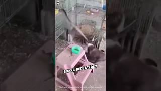 Pitbull saves bird life - Snake Vs Dog Fighting 😱