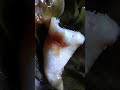 iwel2 tepung ketan #video shorts