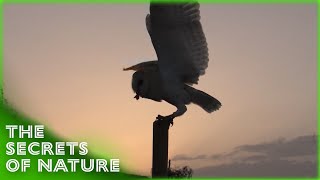 Discovering Animal Behaviour 1/3 - The Secrets of Nature