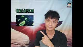 【魚老豆】弧菌之天敵: 噬弧蛭弧菌 (Bdellovibrio)