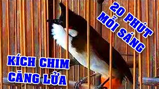 Chào Mào Mồi Hót Gọi Bổi Về Đấu - Luyện chào mào hót giọng chim mồi gọi đàn hay Chào Mào Mồi