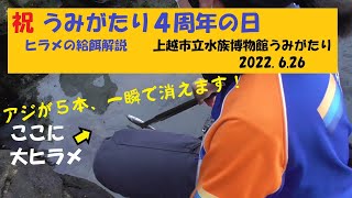 うみがたり４周年の日、大ヒラメの給餌解説・上越市水族館うみがたり（2022.6.26）